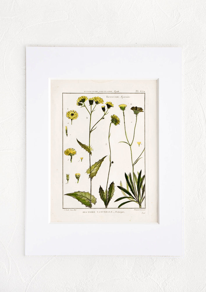 Vintage botanical print with white mat. Print features green and yellow leaves and flowers.