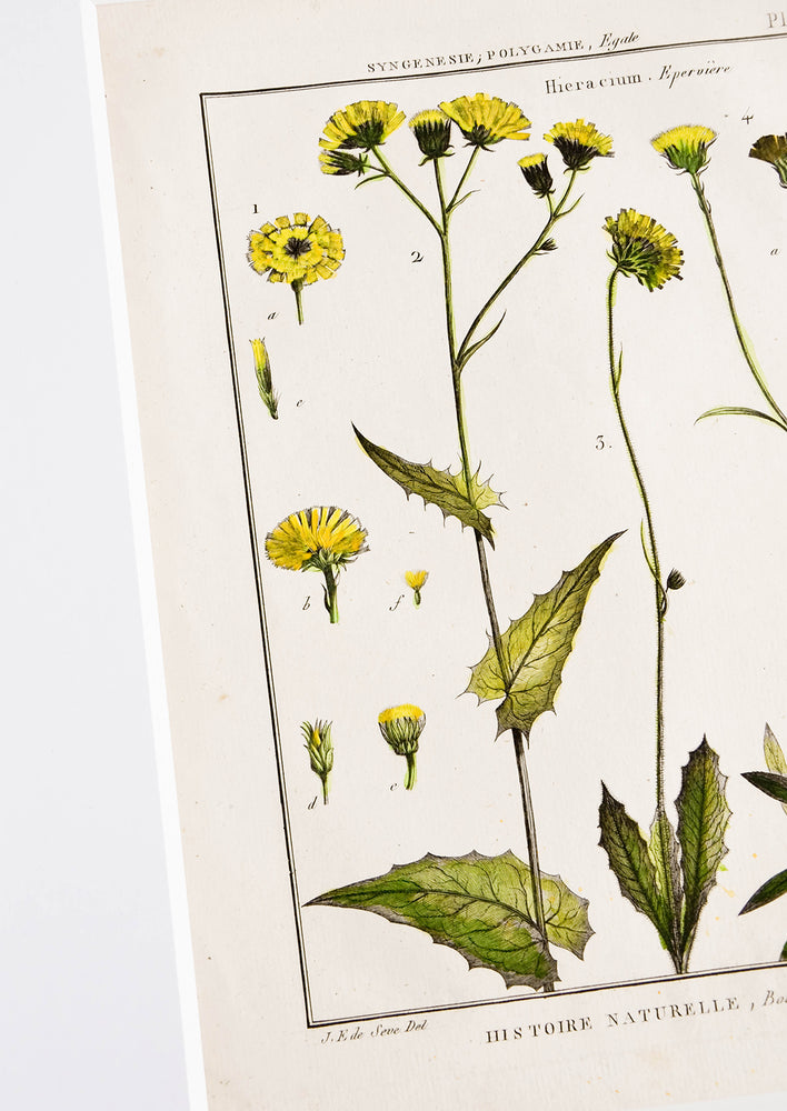 Vintage botanical art print in white mat