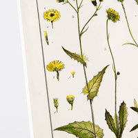 2: Vintage botanical art print in white mat