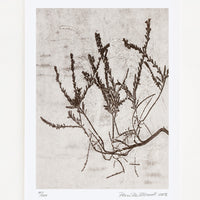 1: A botanical art print of heather plant in brown.