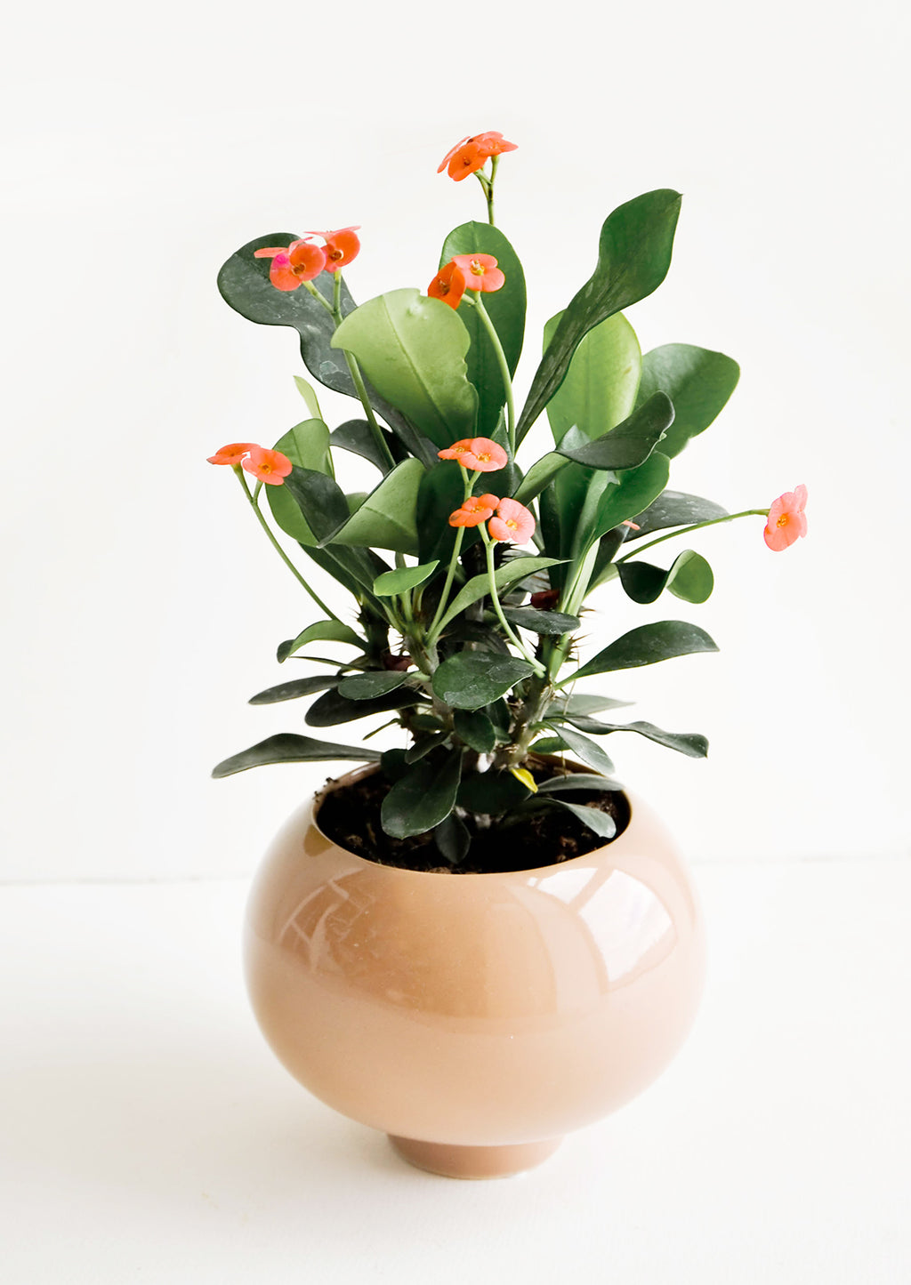 2: A glossy brown ceramic planter with a "queen of thorns" plant.