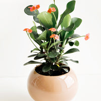 2: A glossy brown ceramic planter with a "queen of thorns" plant.