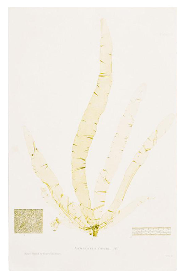 1: Vintage Seaweed Print, Laminaria Fascia in  - LEIF