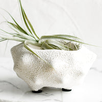 1: A small white ceramic planter with rough glaze, holding an air plant.