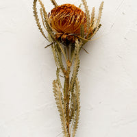 1: A mini protea stem in rust color.
