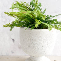2: A planter in matte light grey textured glaze and footed urn shape, with fern plant.
