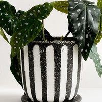 1: A black and white striped planter with plant.