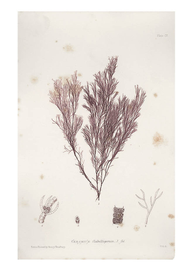 Ceramium Flabelligerum Seaweed Print, c. 1872 in  - LEIF