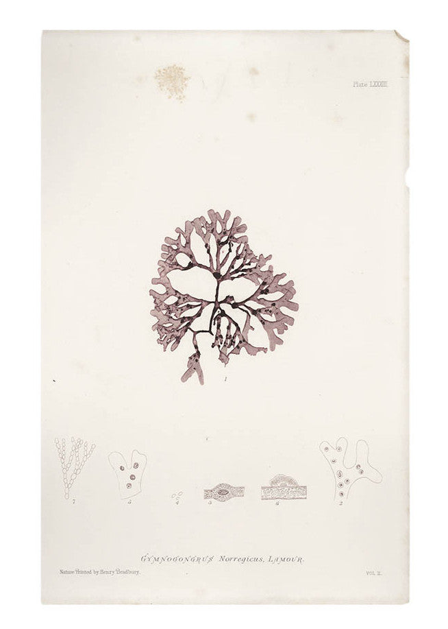Gymnogongrus Norregicus Seaweed Print, c. 1872 in  - LEIF