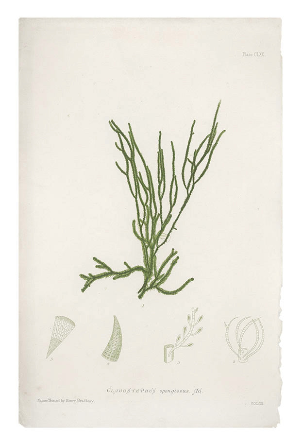 1: Cladostephus Spongiosus Seaweed Print, c. 1872 in  - LEIF