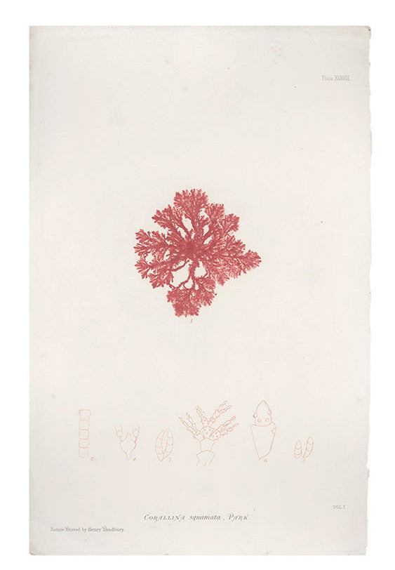 1: Corallina Squamata Seaweed Print, c. 1872 in  - LEIF