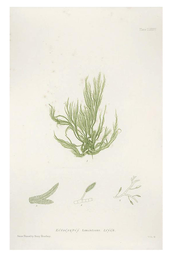 1: Vintage Seaweed Print, Ectocarpus Tomentosus in  - LEIF