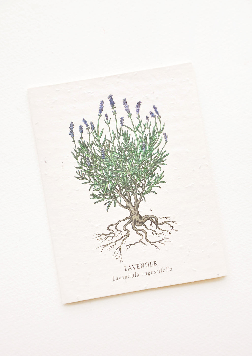 Lavender: Notecard with drawing of a lavender plant.