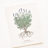 Lavender: Notecard with drawing of a lavender plant.