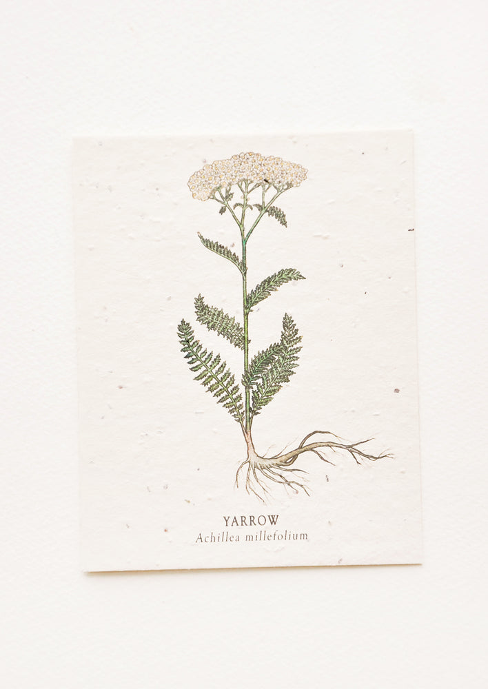 Notecard with drawing of a yarrow flower.