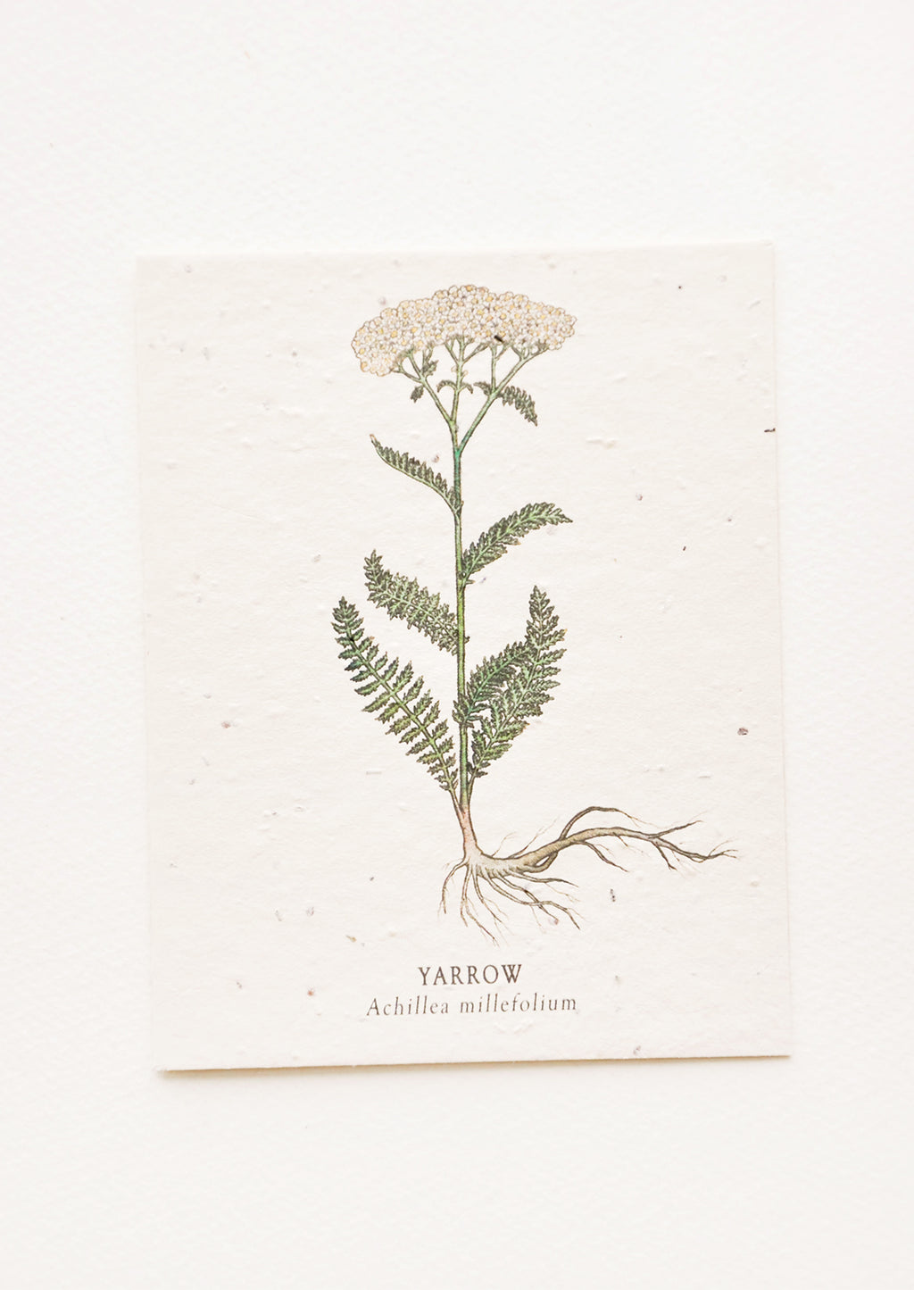 Yarrow: Notecard with drawing of a yarrow flower.