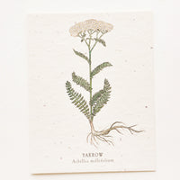 Yarrow: Notecard with drawing of a yarrow flower.