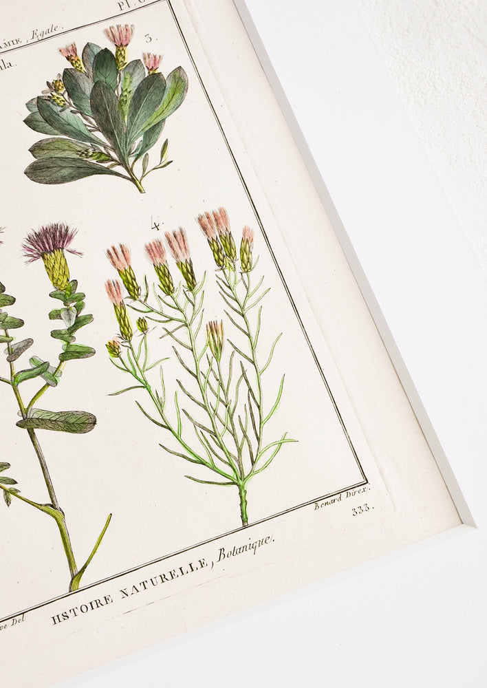Histoire Naturelle Botanique Print, Serratula hover