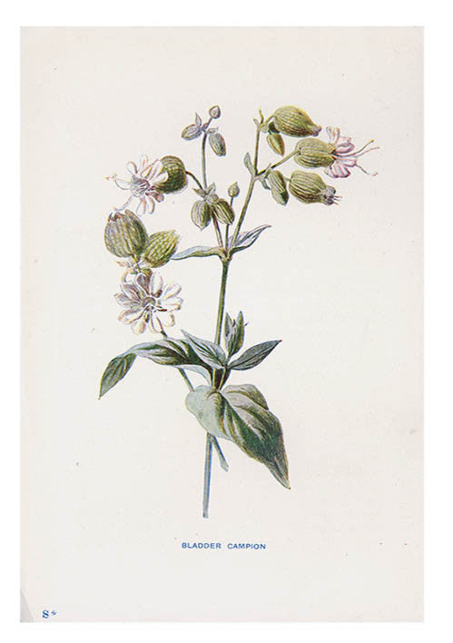 1: Vintage Flowering Plants Print, Bladder Campion in  - LEIF