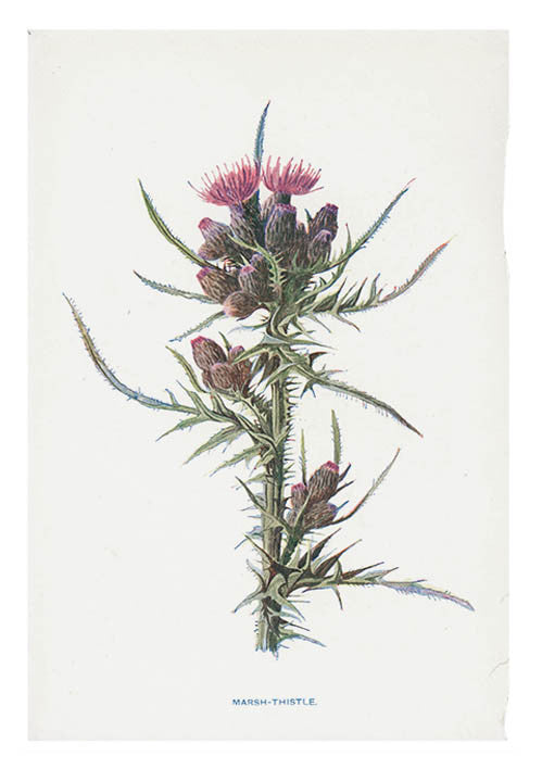 Vintage Flowering Plants Print, Marsh Thistle