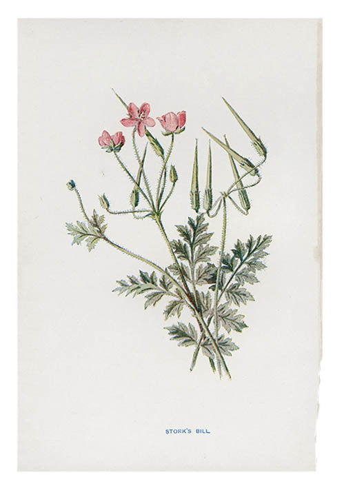 Vintage Flowering Plants Print, Stork's Bill