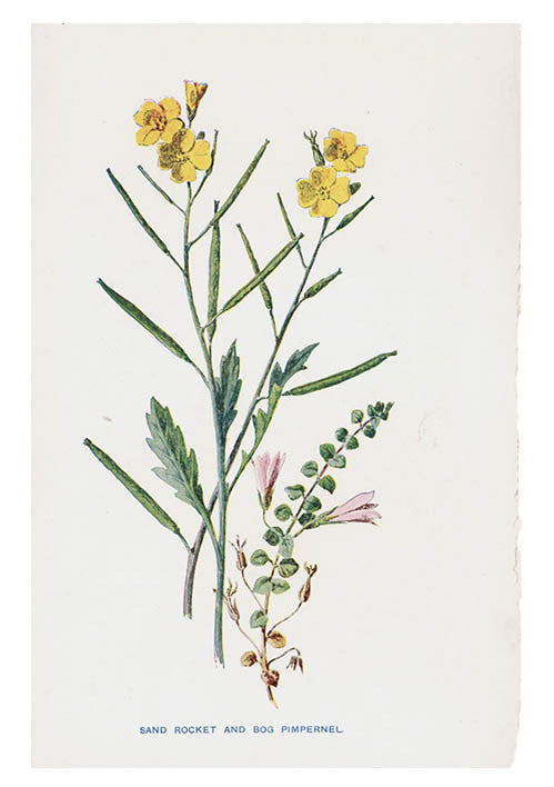 1: Vintage Flowering Plants Print, Sand Rocket in  - LEIF