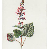1: Vintage Flowering Plants Print, Hedge Stachys in  - LEIF