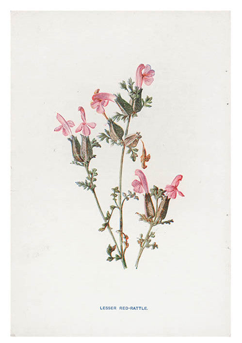 Vintage Flowering Plants Print, Red Rattle in  - LEIF