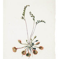 1: Vintage Flowering Plants Print, Sundew in  - LEIF