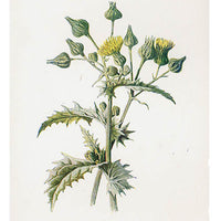 1: Vintage Flowering Plants Print, Sowthistle in  - LEIF