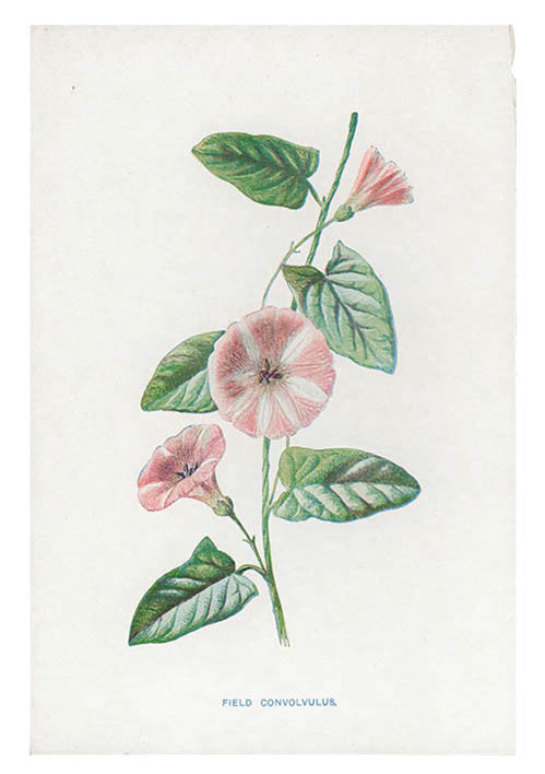 1: Vintage Flowering Plants Print, Field Convolvulus in  - LEIF