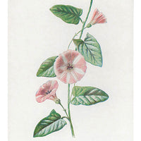 1: Vintage Flowering Plants Print, Field Convolvulus in  - LEIF