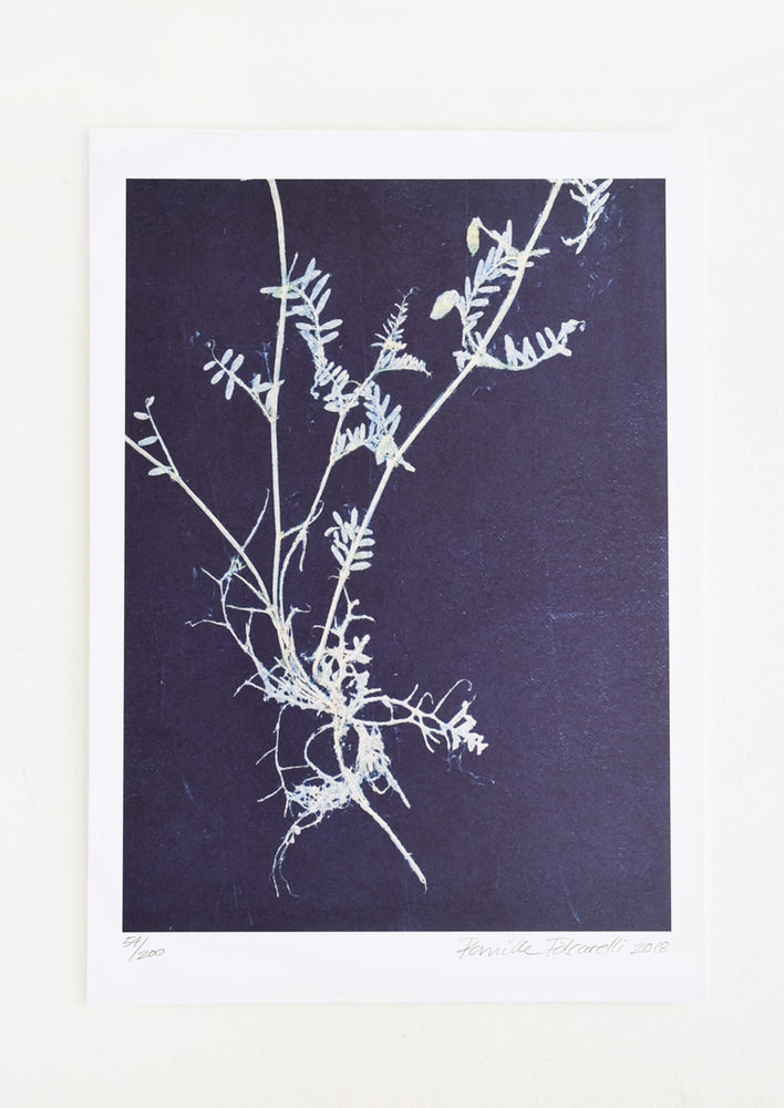 A botanical cyanotype style print with silhouette of vicia plant on indigo background.