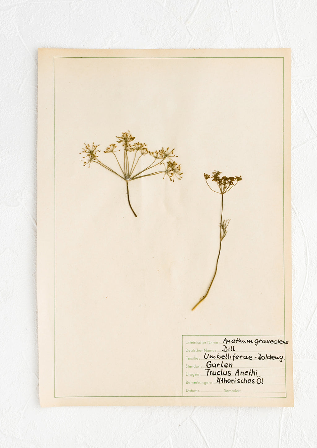 1: Dried dill specimen preserved on paper, intended for use as artwork