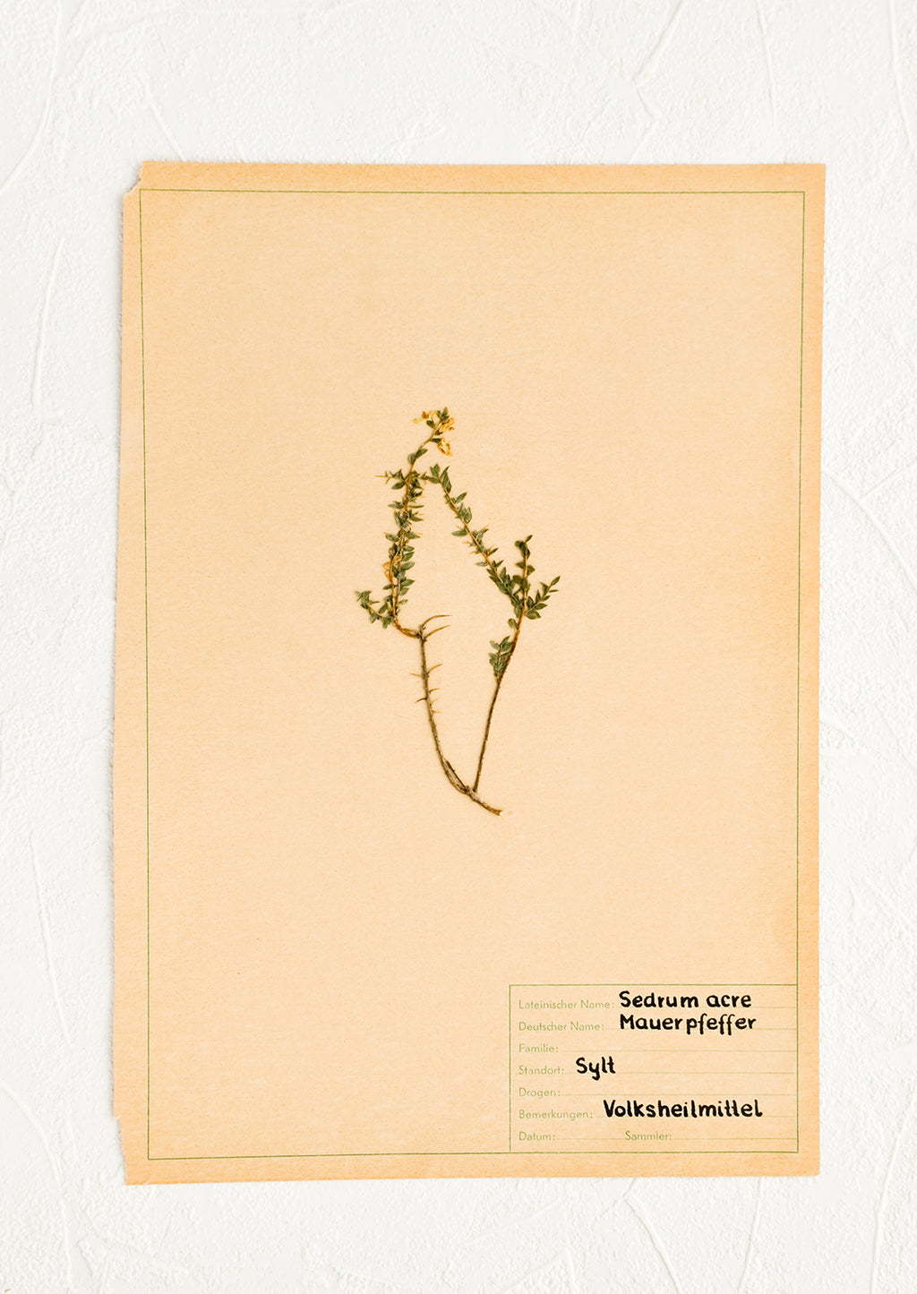 1: Dried floral specimen taped and preserved on paper, intended for framing