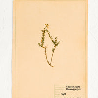 1: Dried floral specimen taped and preserved on paper, intended for framing