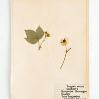 1: One hundred year old dried floral specimen (wild strawberry) on paper, used as artwork