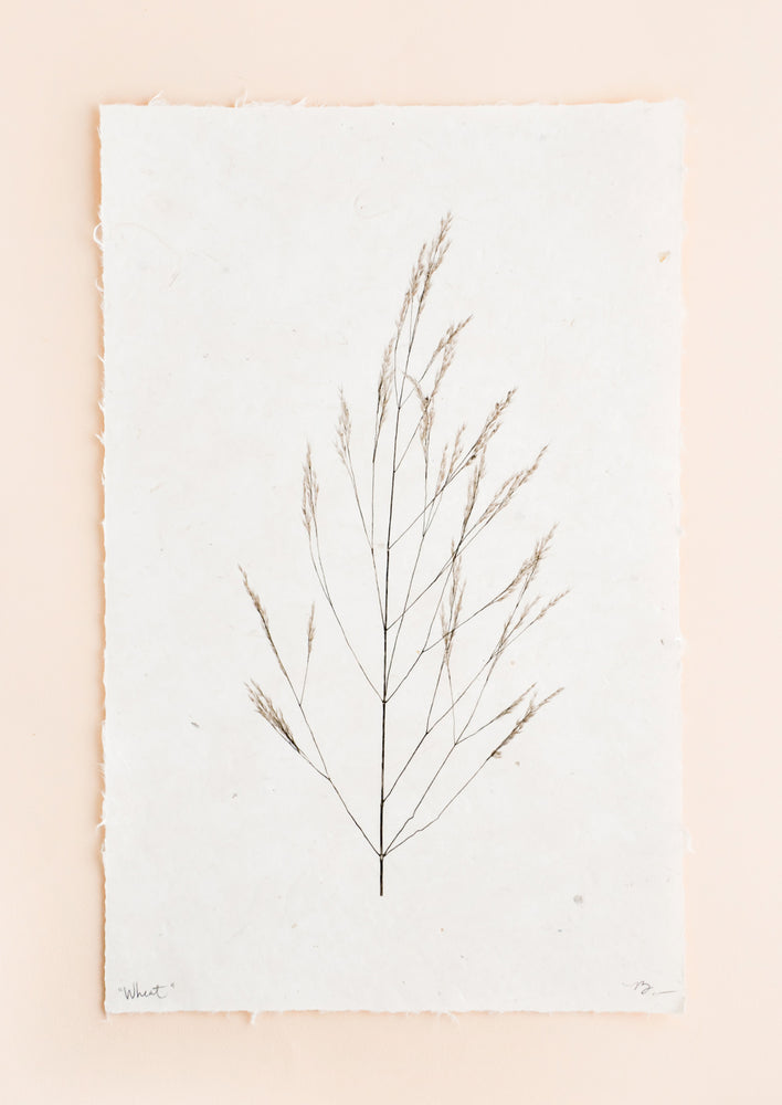 A black and white photograph of a stalk of wheat in black and white done on rough edged paper.