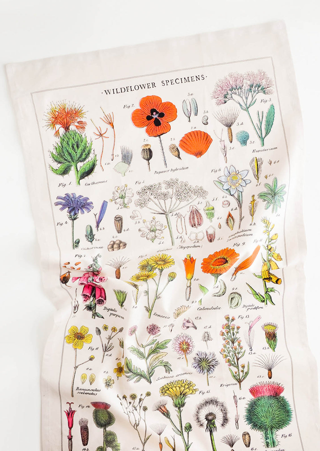 1: A cotton tea towel with botanical wildflower species printed in color.