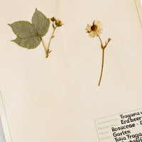2: One hundred year old dried floral specimen on paper, used as artwork